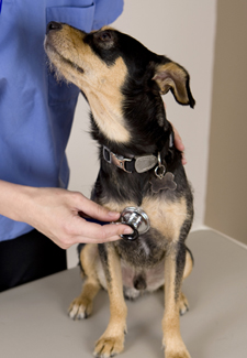 Dog at the vet Dog at the vet